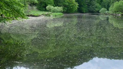 Dreamlike Forest Valley River with Pollen and Reflections on a Spring Day Stock Footage 242273226
