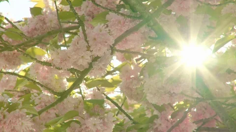 Dreamlike Motion thru  Cherry Blossoms. Видео 95627261