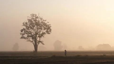 Dreamlike realm where rice fields emerge from the mist Stock Footage 273163057