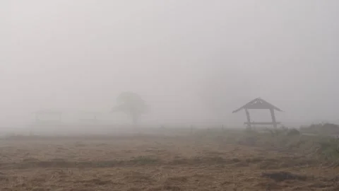 Dreamlike realm where rice fields emerge from the mist Stock Footage 273163490