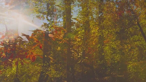 Dreamlike Sunset Stock Footage 164271157