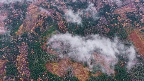 Dreamlike Timelapse of Autumn Forest with Clouds from Above Video stock 321099806