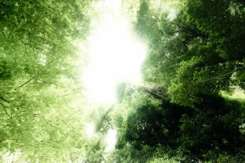 Dreams forest Stock Illustration