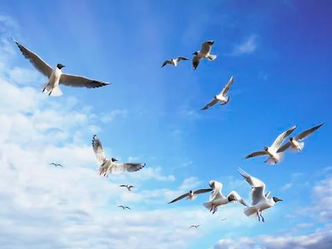 Dreams of freedom Stock Photos