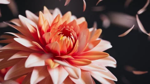 Dreamy 3D floral loop with dahlias and drifting petals. Stock Footage 337338429