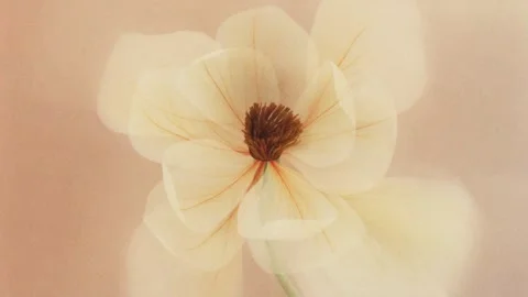Dreamy 4K animation of white blur flower blooming on pastel background, macro Stock Footage 335922232