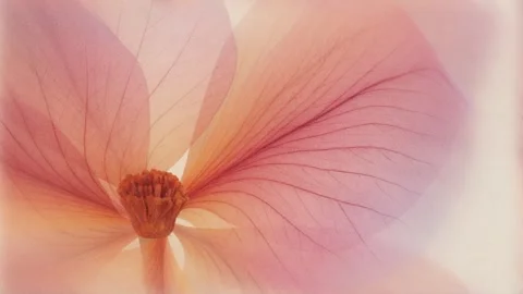Dreamy 4K macro of delicate pink flower gently swaying in soft pastel light Stock Footage 335922212