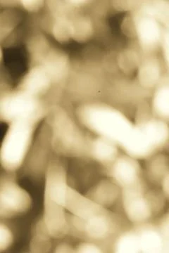 Dreamy Abstract Background Featuring a Soft Beige Hues and Delicate Bokeh E.. Stock Photos