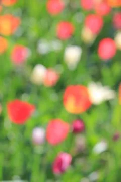 Dreamy abstract bokeh background featuring a blur of colourful summer garde.. Stock-Fotos