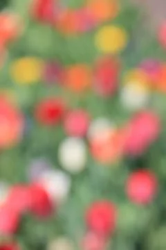 Dreamy abstract bokeh background featuring a blur of colourful summer garde.. Stock-Fotos