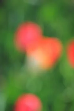 Dreamy abstract bokeh background featuring a blur of colourful summer garde.. 写真素材