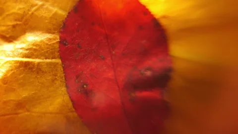 Dreamy Abstract Fall Leaves for Background 스톡 동영상 221260748
