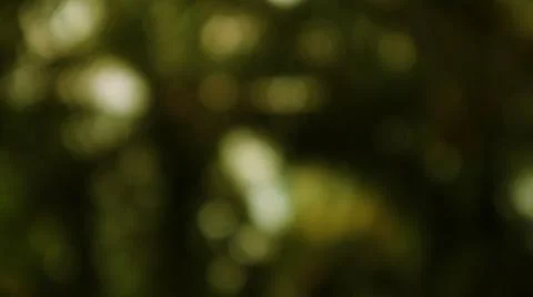 Dreamy Atmosphere Created by Light Through Natural Greenery Stock Photos