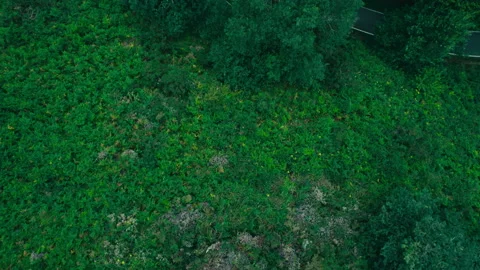 Dreamy Basque Country Euskadi mountain and forest 4K drone Stock Footage 239462732