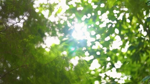 Dreamy blurred forest canopy with sunlight filtering through leaves and branches Stock Footage 342330861