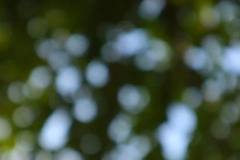Dreamy Bokeh Effect Through the Forest Canopy, Nature's Light Play Stock Photos