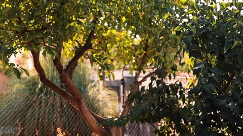 Dreamy Bokeh Shift – Blurred Tree Revealed in Sunlight Stock Footage 302646747