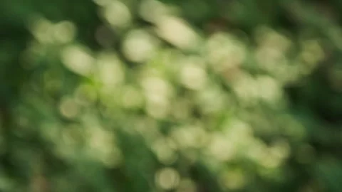 Dreamy Bokeh: Soft Light Reflections on Defocused Leaves in a Park 스톡 동영상 319400153