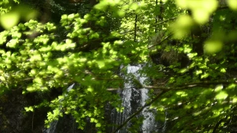 Dreamy branches in front of a waterfall in a forest (slow motion) Video stock 262077626