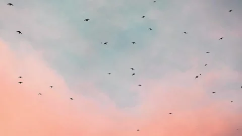 A dreamy, candy floss colored sky at sunset as swallows soar overhead Stock Footage 328203823
