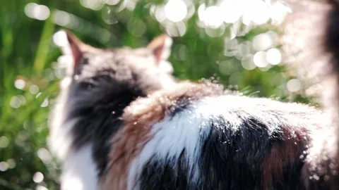 Dreamy cat walk and jump Stock Footage 340933604