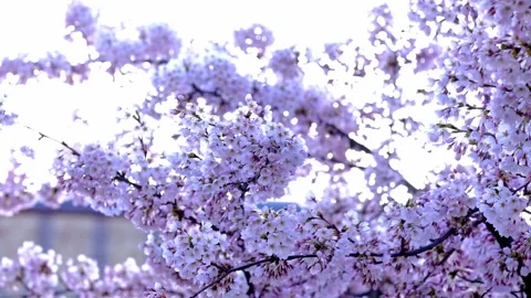 Dreamy cherry blossoms with backlit sunlight Vidéo 335924943