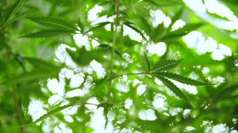 Dreamy Cinematic Low Angle Marijuana Cannabis Leaf Stock Footage 134468535