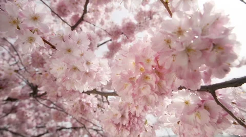 Dreamy closeup of cherry blossoms on a tree, slider shot Stock Footage 62261329