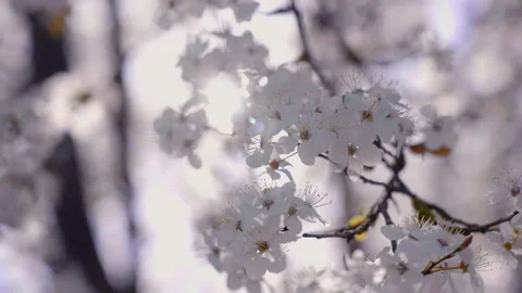 Dreamy closeup of cherry blossoms on a tree, with rays of sunlight Stock Footage 188642971