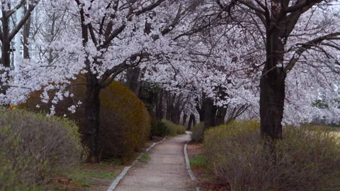 Dreamy closeup of cherry blossoms on a tree Stock Footage 191837067