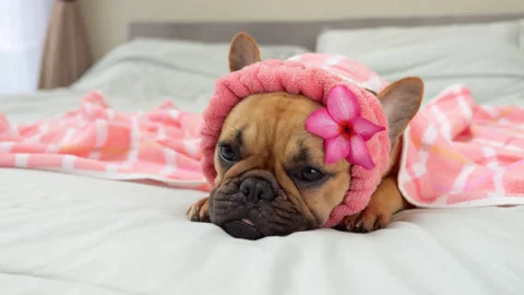 Dreamy cute dog lying down on bed in pink headband with flower Stock Footage 313331119