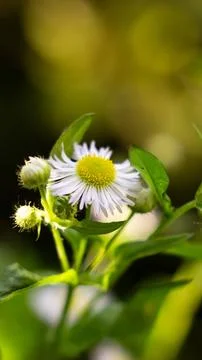 Dreamy Daisy: Soft Focus Bloom in a Lush Embrace. medicinal herbs Stock Photos