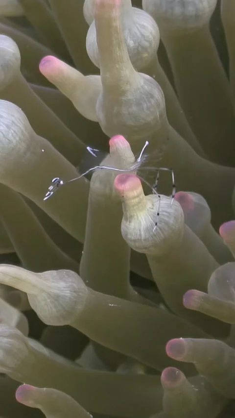 Dreamy dance of ghost shrimp among the anemones of the Red Sea Stock Footage 312281722
