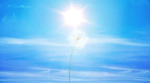 Dreamy Dandelion Logo Reveal - AE Version 5 After Effects素材