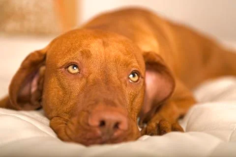 Dreamy dog Stock Photos