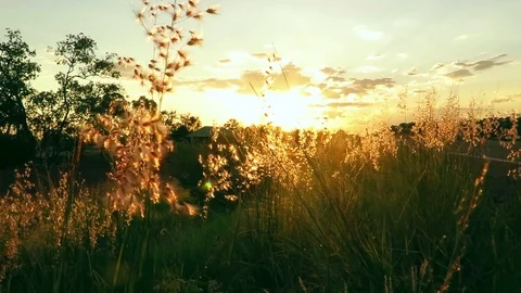 Dreamy Evening Stock Footage 87767825