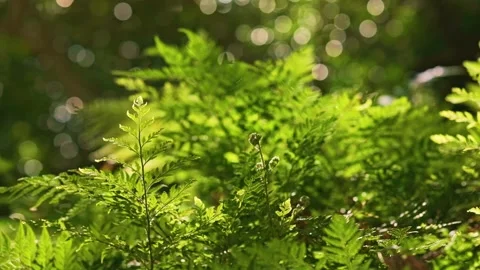 Dreamy fern forest Stock Footage 345622689