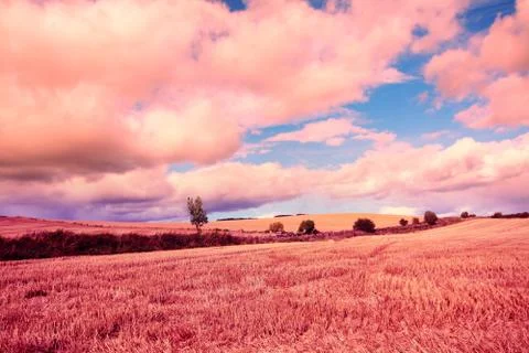 Dreamy fields of wheat Stock Photos