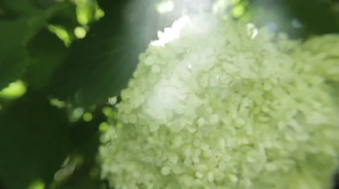 Dreamy Flower Stockbeeldmateriaal 27705331