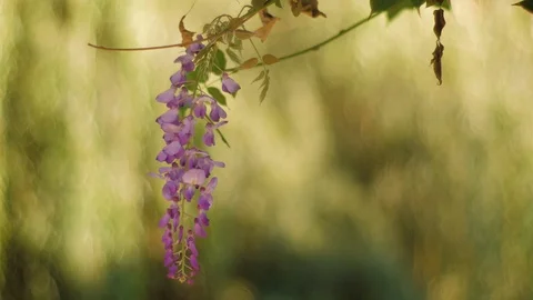 Dreamy flower on the tree Stock Footage 101727220