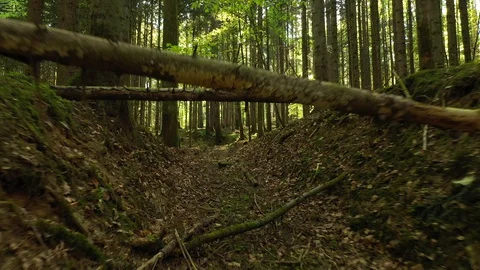 Dreamy flying under a trees in forest Video stock 128976378