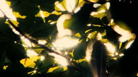 Dreamy Focus Pull Through Sunlit Leaves Vídeos de archivo 92306423