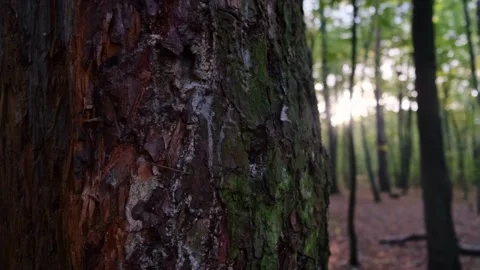 Dreamy Focus on a Tree Trunk with Sunlight Streaming Through the Forest Canopy Stock Footage 308808616