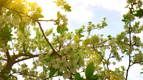 Dreamy footage of cherry blossoms on a tree, with rays of sunlight shining Stock Footage 197462296