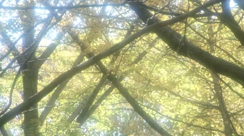 Dreamy forest 02 스톡 동영상 8094999