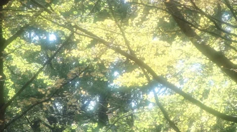 Dreamy Forest 스톡 동영상 8088405