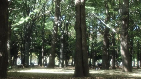 Dreamy forest pan shot 스톡 동영상 8093026