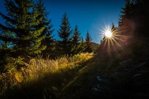 Dreamy forest path with sunrays in the sunset Stock Photos
