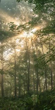Dreamy forest Stock Photos