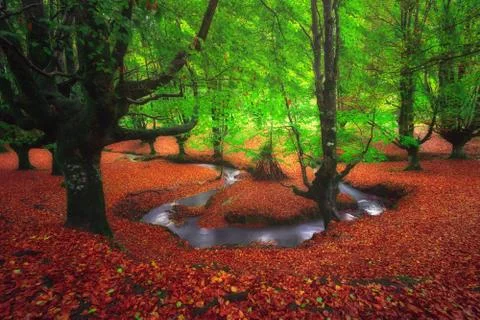 Dreamy forest with a river Stock Photos